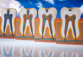 Tooth Anatomy: Discover the Parts of your Teeth